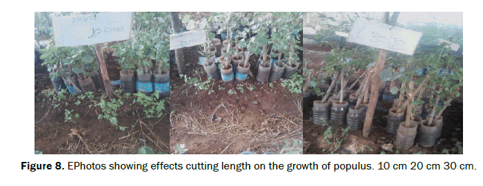 Botanical-Sciences-cutting-length