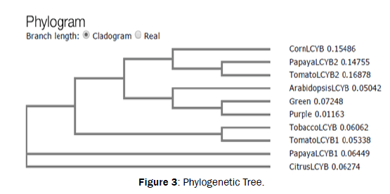 botanical-sciences-Phylogenetic-Tree
