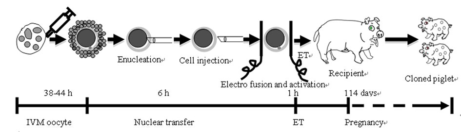 somatic cell nuclear transfer steps