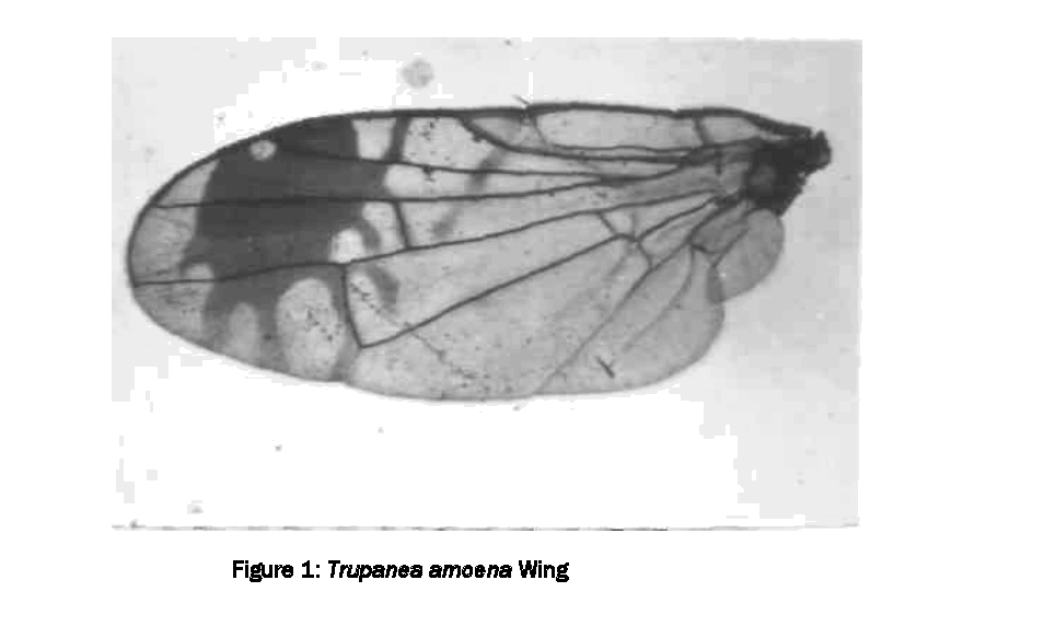 Journal-Zoological-Sciences-Trupanea-amoena-Wing
