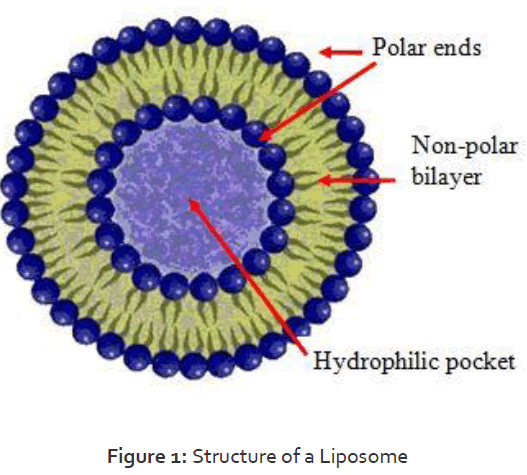 Pharmaceutics-Nanotechnology-Structure-Liposome