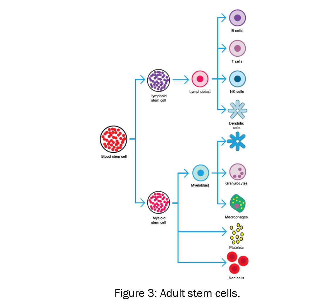 Toxicological-Studies-Adult-stem-cells