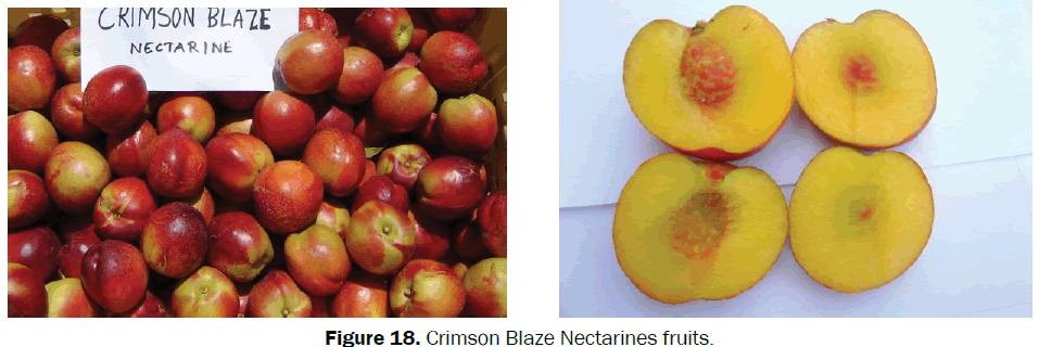 agriculture-allied-sciences-Blaze-Nectarines
