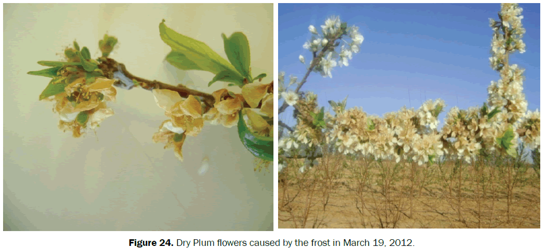 agriculture-allied-sciences-Dry-Plum