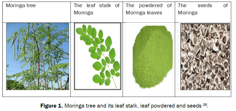 agriculture-allied-sciences-leaf-stalk