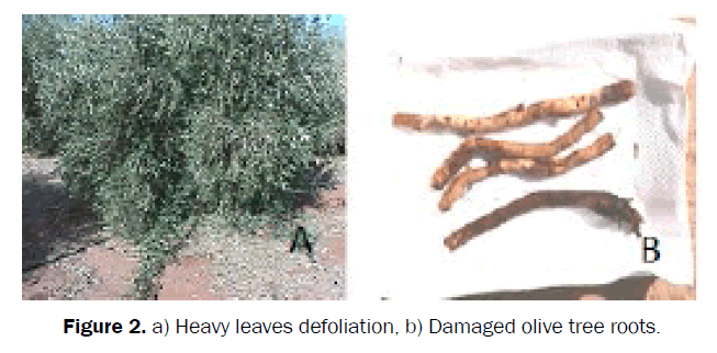 agriculture-allied-sciences-leaves-defoliation