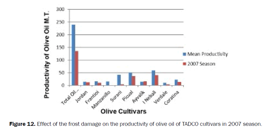 agriculture-allied-sciences-productivity-olive