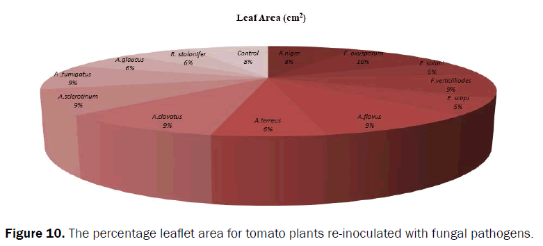 agriculture-and-allied-sciences-tomato-plants