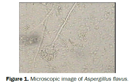 biology-Microscopic-image