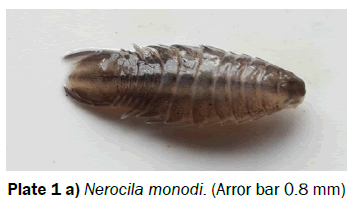 biology-Nerocila-monodi