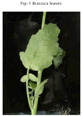 botanical-sciences-Brassica-leaves