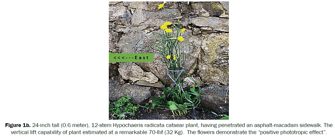botanical-sciences-Hypochaeris-radicata-catsear-plant