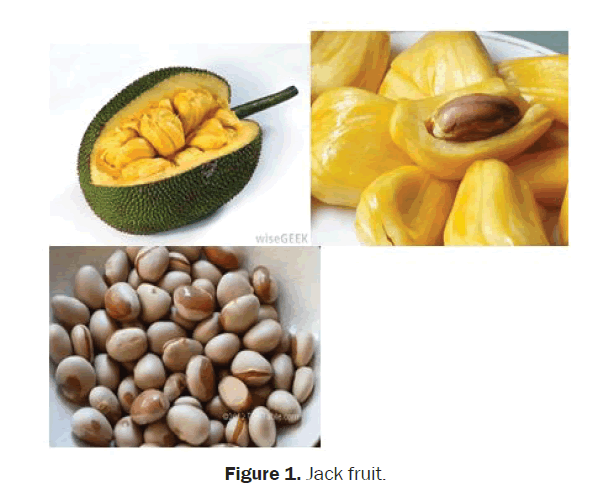 botanical-sciences-Jack-fruit