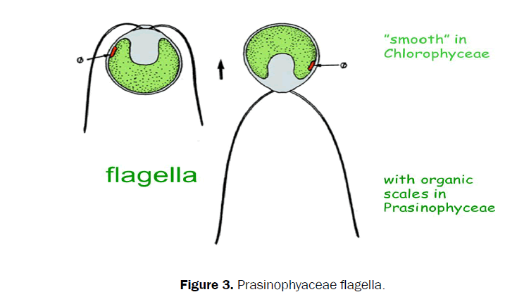 botanical-sciences-Prasinophyaceae-flagella