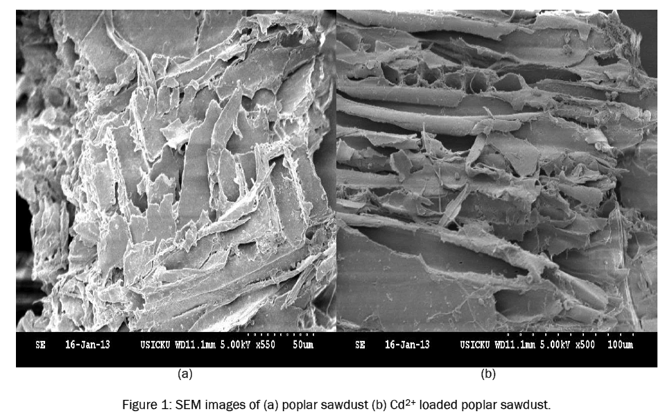chemistry-SEM-images-poplar-sawdust