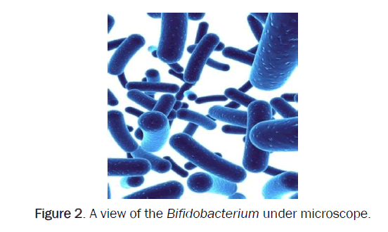 dental-sciences-Bifidobacterium