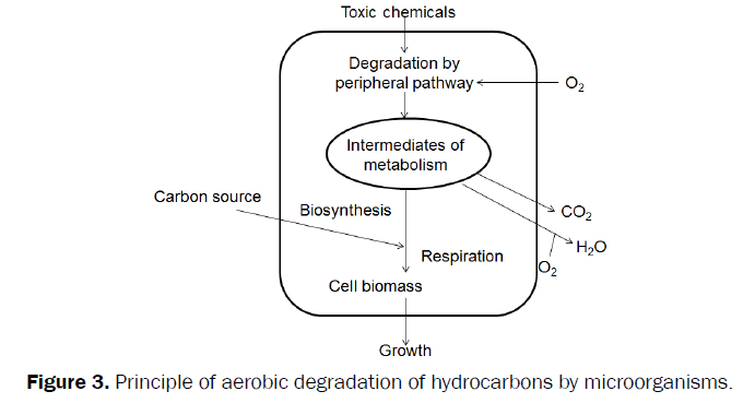environmental-sciences-Principle-aerobic-degradation-hydrocarbons