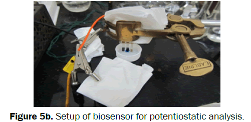 environmental-sciences-Setup-biosensor-potentiostatic-analysis