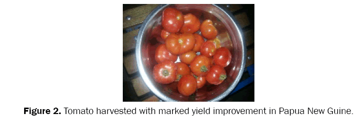 environmental-sciences-Tomato-harvested