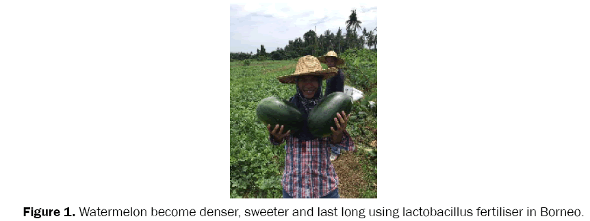 environmental-sciences-Watermelon-become-denser-sweeter