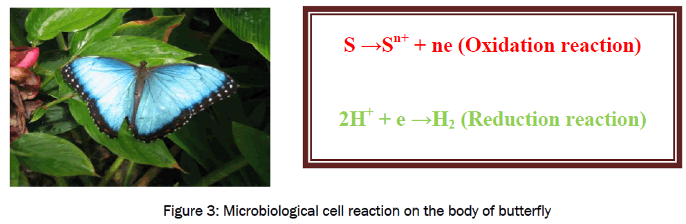 environmental-sciences-cell-reaction