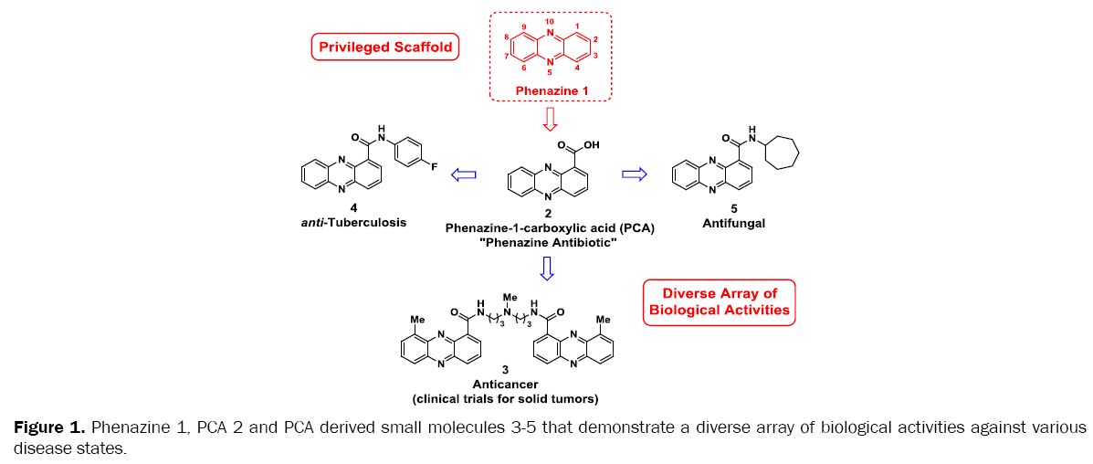 medicinal-organic-chemistry-PCA-derived-small-molecules