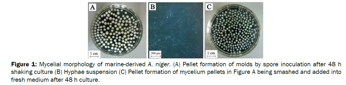 microbiology-biotechnology-Mycelial-morphology-marine-derived
