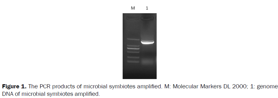 microbiology-biotechnology-microbial-symbiotes-amplified