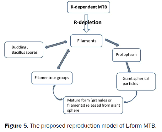 microbiology-biotechnology-proposed-reproduction-model