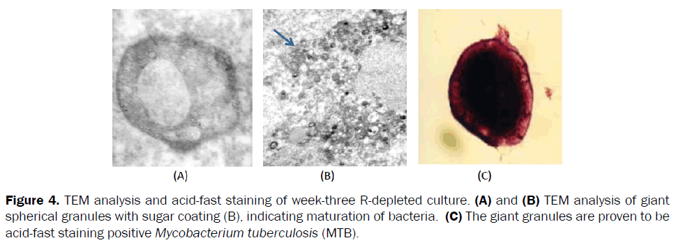 microbiology-biotechnology-spherical-granules-coating