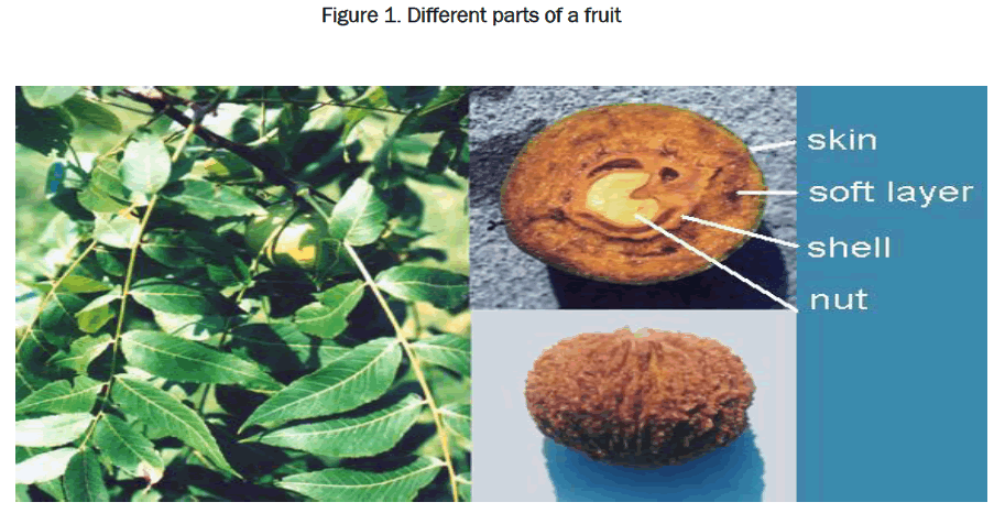 pharmaceutical-sciences-Different-parts-fruit