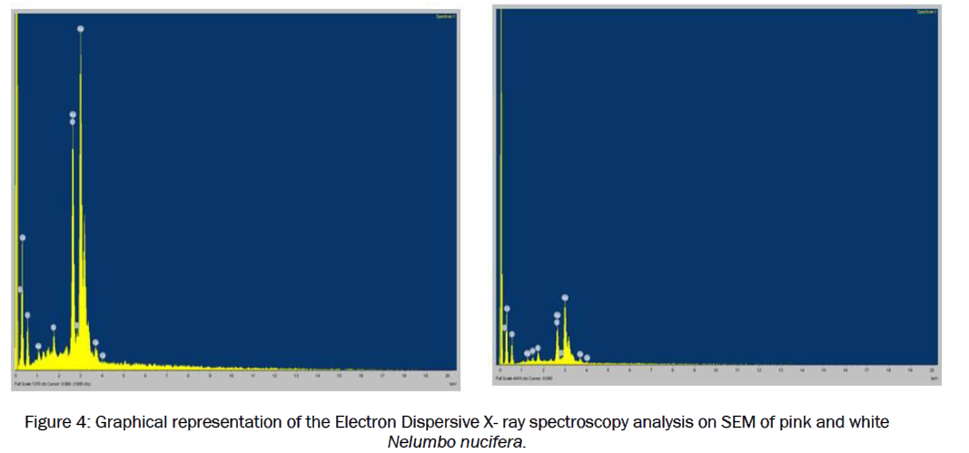pharmaceutics-nanotechnology-Electron-Dispersive-X-ray
