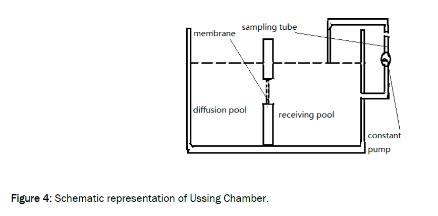 pharmaceutics-nanotechnology-Ussing-Chamber