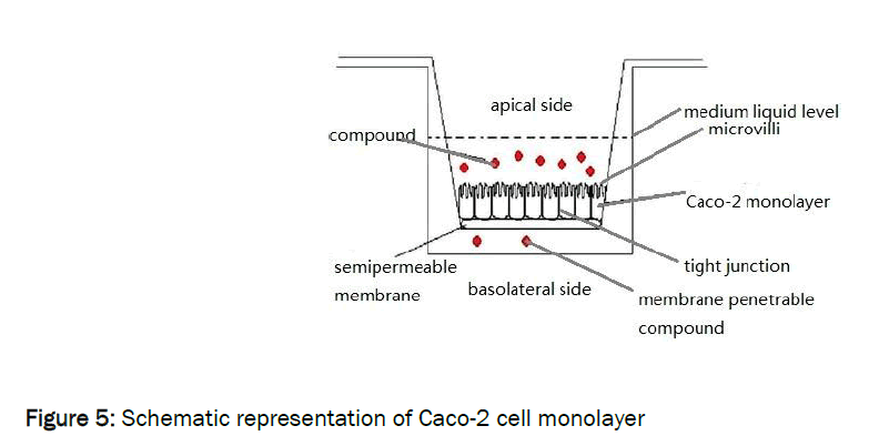 pharmaceutics-nanotechnology-cell-monolayer