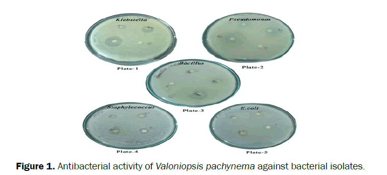 pharmacognosy-phytochemistry-Antibacterial-activity-Valoniopsis