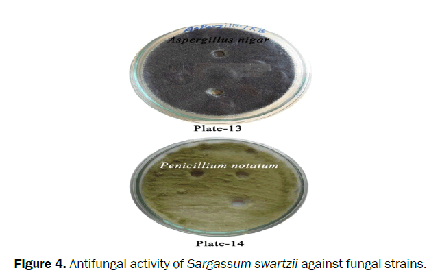 pharmacognosy-phytochemistry-Antifungal-activity-Sargassum