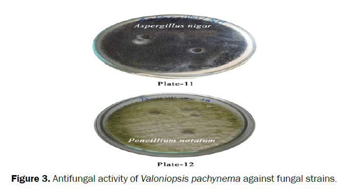 pharmacognosy-phytochemistry-Antifungal-activity-Valoniopsis