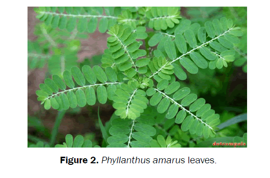 pharmacognosy-phytochemistry-Phyllanthus-amarus-leaves