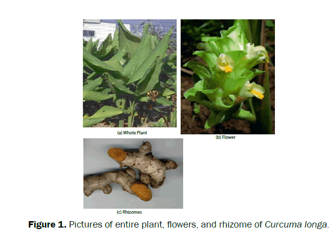 pharmacognosy-phytochemistry-Pictures-entire-plant