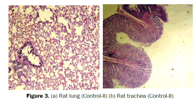 pharmacognosy-phytochemistry-Rat-lung-Control-II