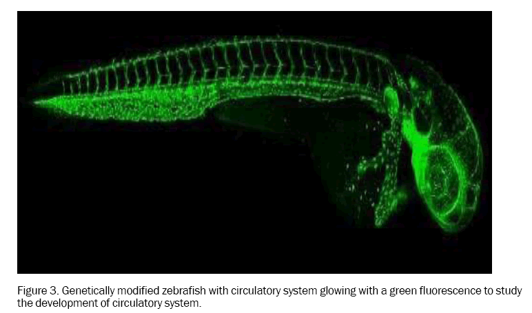 pharmacology-toxicological-Studies-Genetically-modified-zebrafish-with-circulatory-system-glowing