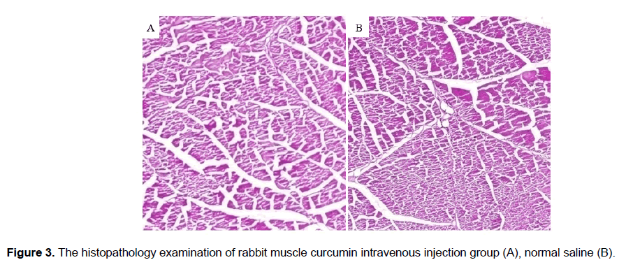 pharmacy-pharmaceutical-sciences-rabbit-muscle-curcumin
