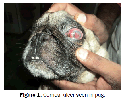veterinary-sciences-Corneal-ulcer-seen-pug