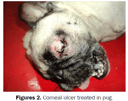 veterinary-sciences-Corneal-ulcer-treated-pug