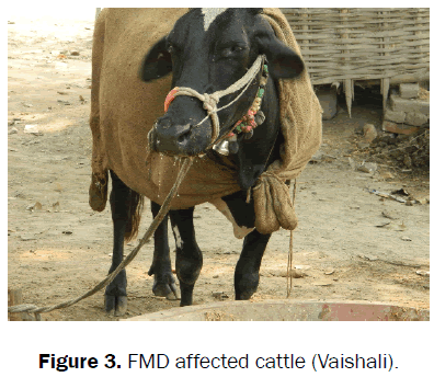 veterinary-sciences-FMD-affected-cattle