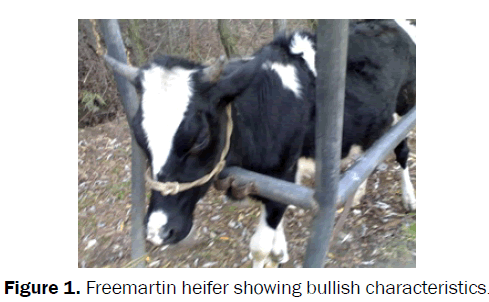 veterinary-sciences-Freemartin-heifer-bullish-characteristics