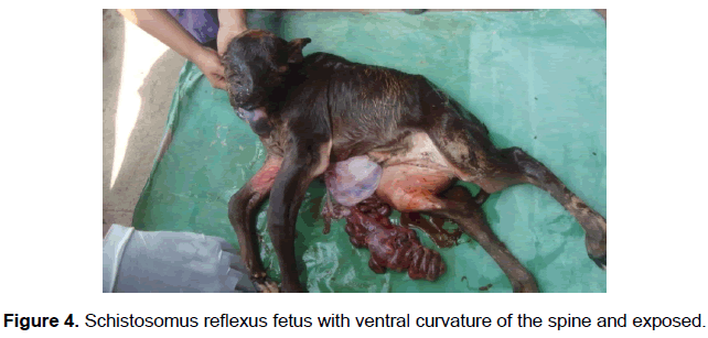 veterinary-sciences-Schistosomus-reflexus