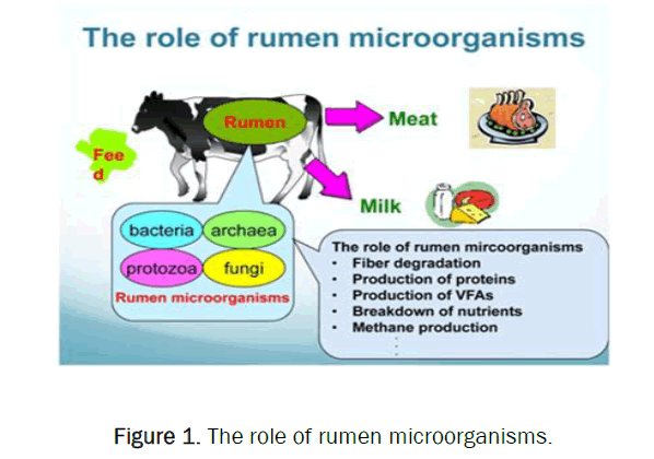 veterinary-sciences-rumen-microorganisms