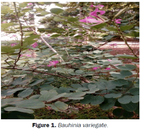 zoological-sciences-Bauhinia-variegate