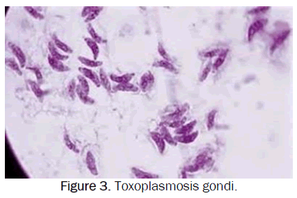 zoological-sciences-Toxoplasmosis-gondi